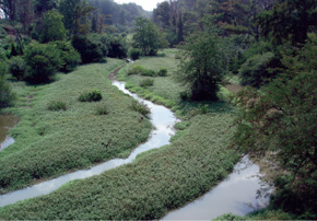 Image of the stream