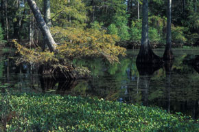 Image of a swamp