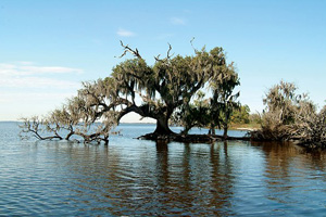 Multi-scale Evaluation and Analysis of Precipitation Patterns Over the Mississippi Delta